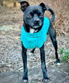 adoptable Dog in , VA named Elton (VA)