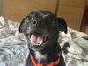 adoptable Dog in  named Elton (VA)