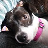 adoptable Dog in  named Cherri (WA)