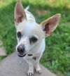 adoptable Dog in  named Courage (VA)