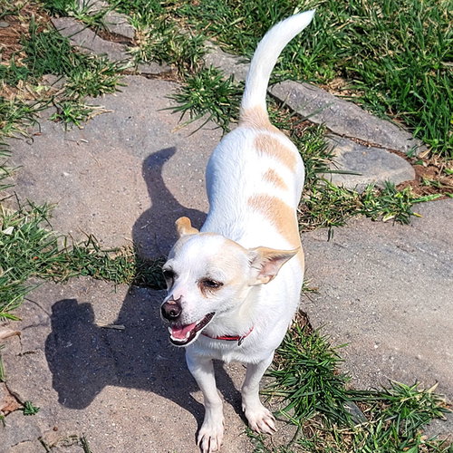 COURAGE (VA) - Rat Terrier available for adoption
