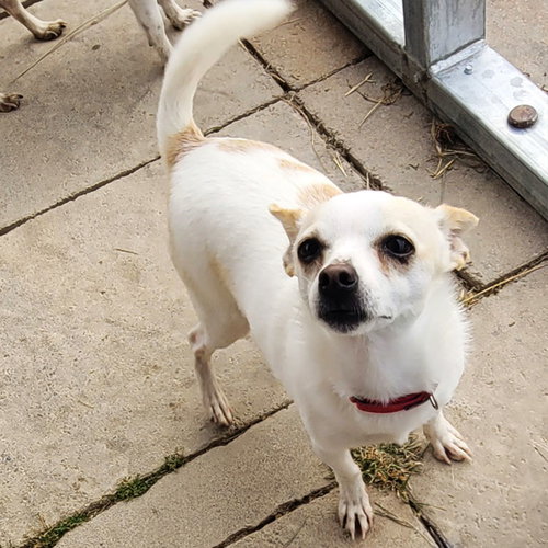 COURAGE (VA) - Rat Terrier available for adoption