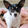 adoptable Dog in  named Sweetie (SC)