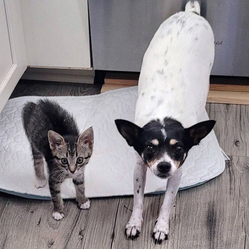 SWEETIE (SC) - Rat Terrier available for adoption
