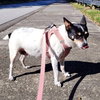 Sweetie (SC) - Photo 7