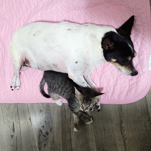 SWEETIE (SC) - Rat Terrier available for adoption