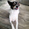 Sweetie (SC) - Photo 4