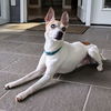adoptable Dog in  named Guiness (TN)
