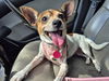 adoptable Dog in  named Xyla (VA)