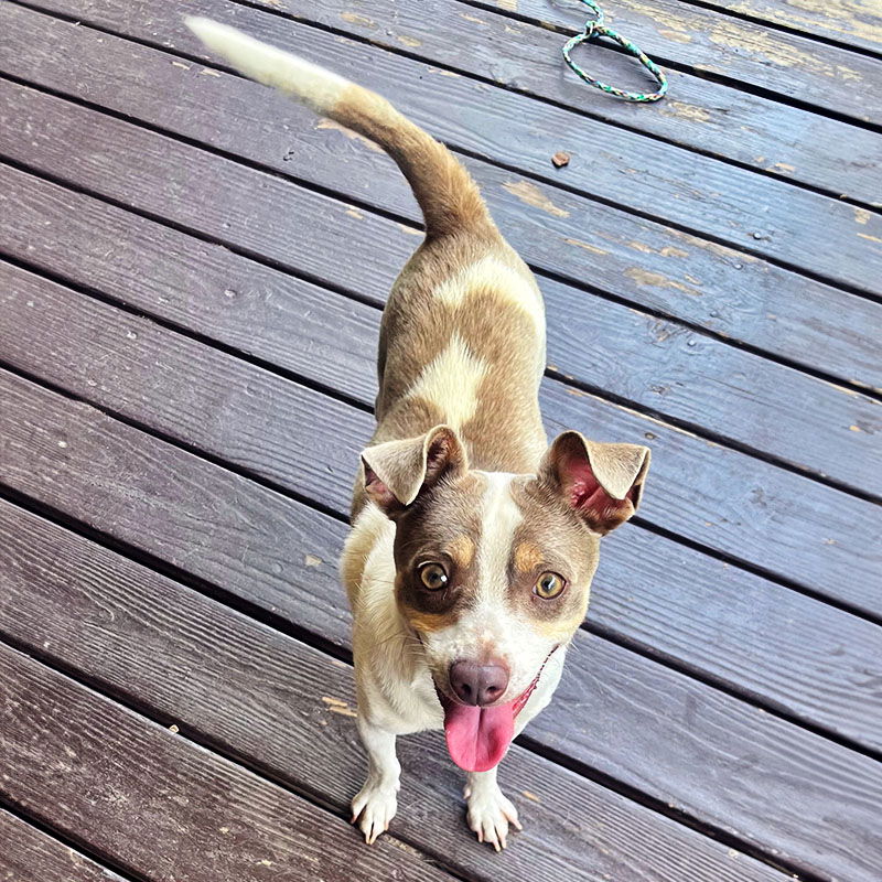 adoptable Dog in Atlanta, GA named Enzo (GA)
