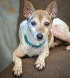 adoptable Dog in  named Miller (TN)
