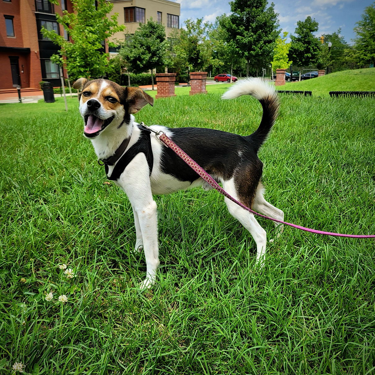 adoptable Dog in Alexandria, VA named Cooper (VA)