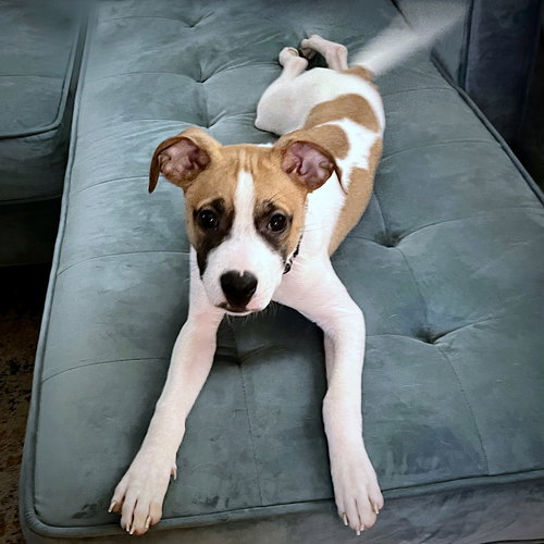 YOGI (GA) - Rat Terrier available for adoption