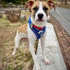 Yogi (GA) - Photo 4