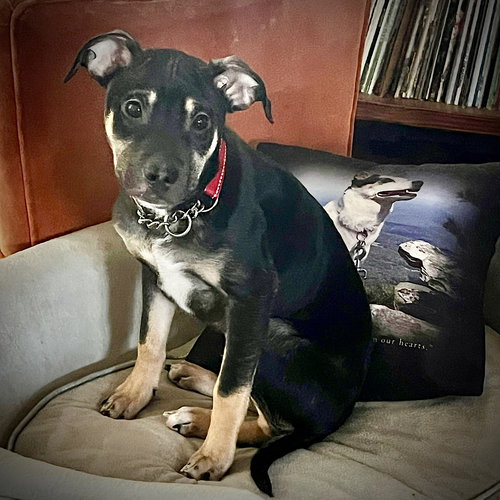 BOO-BOO (GA) - Rat Terrier available for adoption