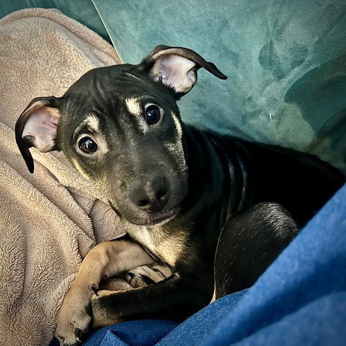 BOO-BOO (GA) - Rat Terrier available for adoption