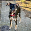 Boo-Boo (GA) - Photo 5
