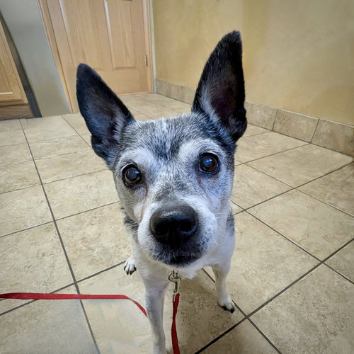 MOLLEIGH (WI) - Rat Terrier available for adoption