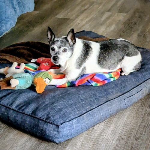 MOLLEIGH (WI) - Rat Terrier available for adoption