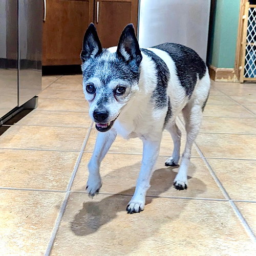 Molleigh (WI), an adoptable Rat Terrier in Atlanta, GA