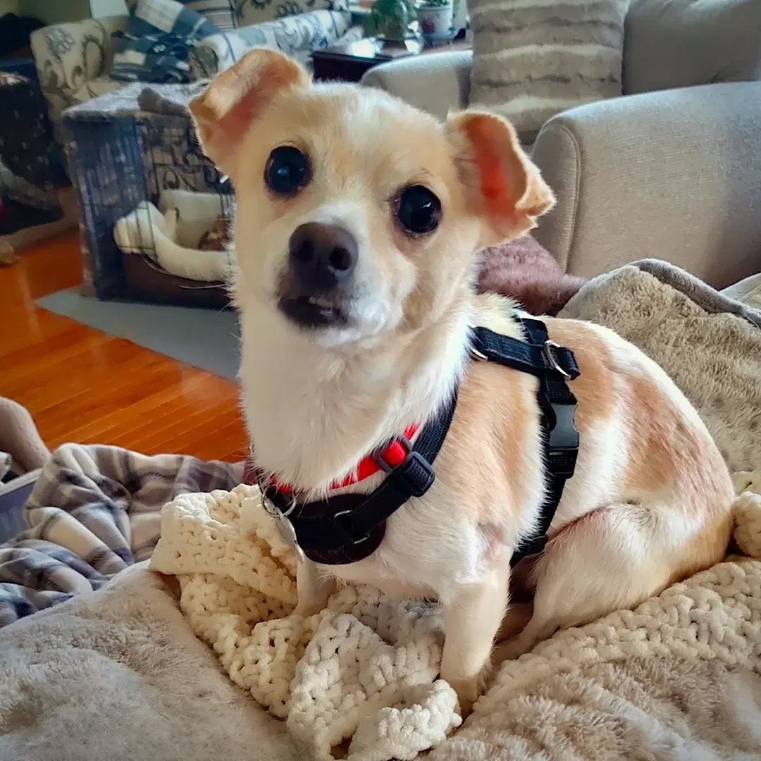 Raya Md - Rat Terrier