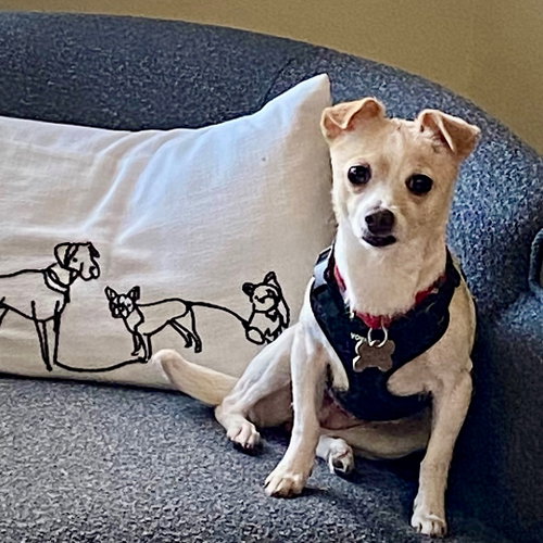 Raya (MD), a dog for adoption from New Rattitude, Inc.