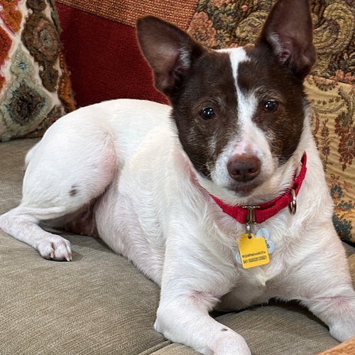 Tootsie (VA), an adoptable Rat Terrier in Atlanta, GA