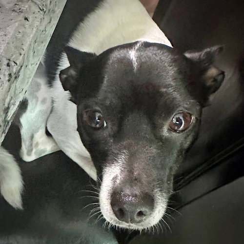 Dinky (FL), an adoptable Rat Terrier in Atlanta, GA
