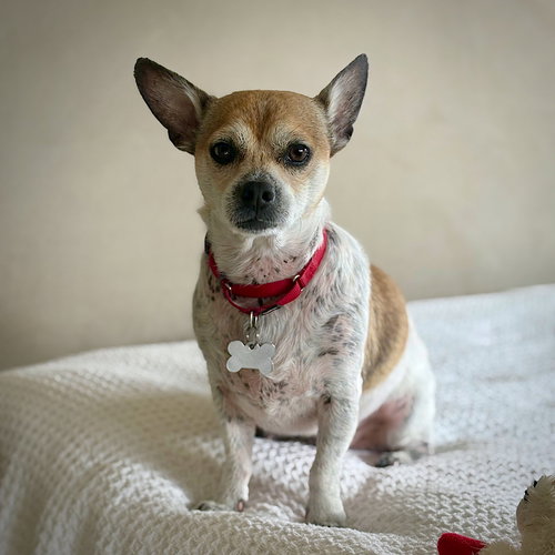 Simba (VA), an adoptable Rat Terrier in Atlanta, GA