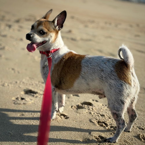 Simba (VA), an adoptable Rat Terrier in Atlanta, GA