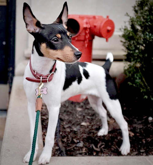 Bulba (FL), an adoptable Rat Terrier in Atlanta, GA