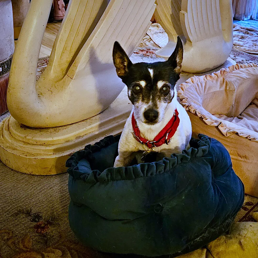 Sybil Or - Rat Terrier