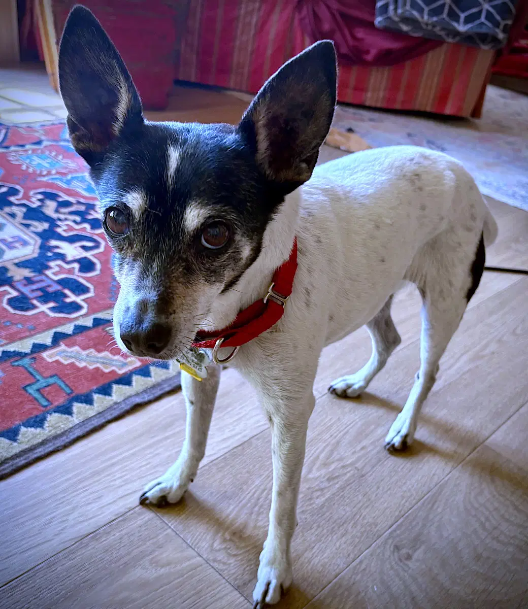 Sybil Or image 2
