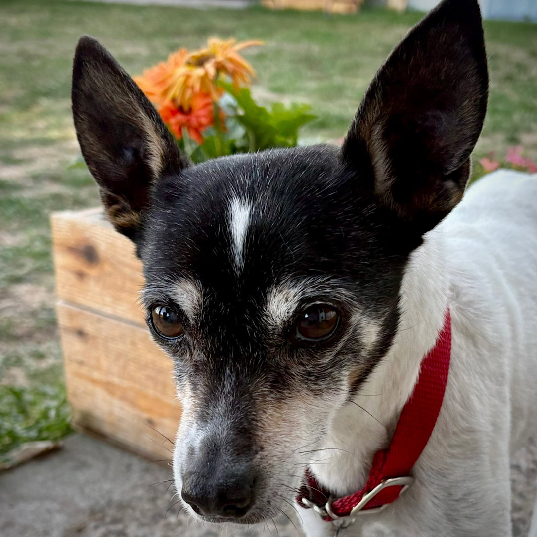 Sybil (OR), photo 3