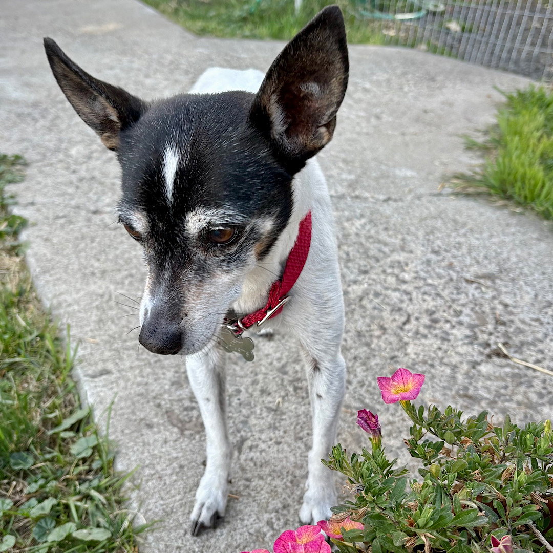 Sybil (OR), photo 10