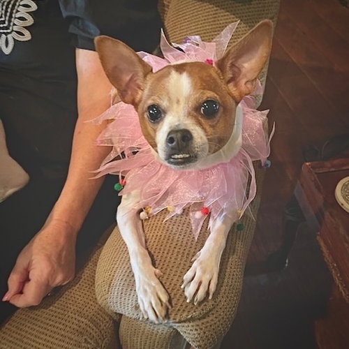 Sassy (LA), an adoptable Rat Terrier in Atlanta, GA