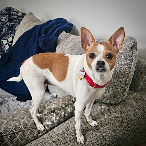 Sassy (GA), an adoptable Rat Terrier in Atlanta, GA