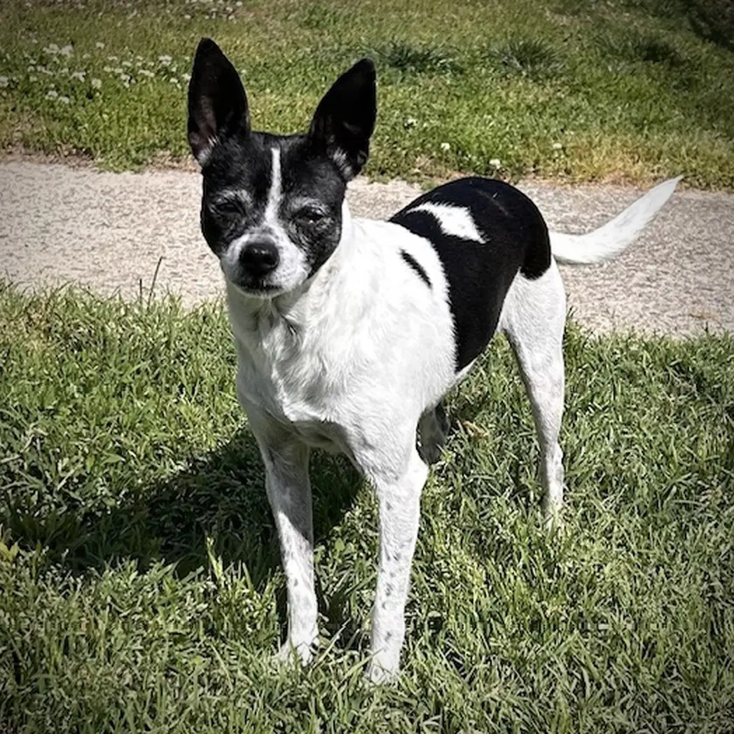 Millie Nc - Rat Terrier