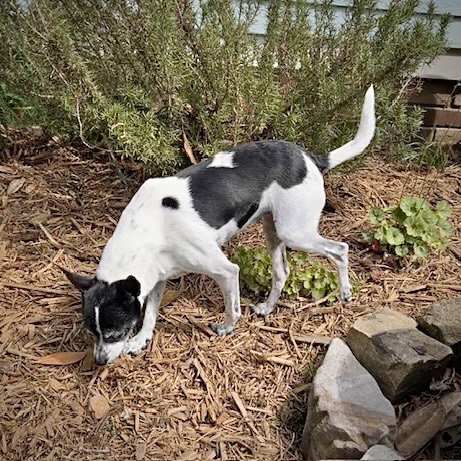 Millie (NC) photo 2