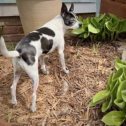 Millie (NC) photo 3