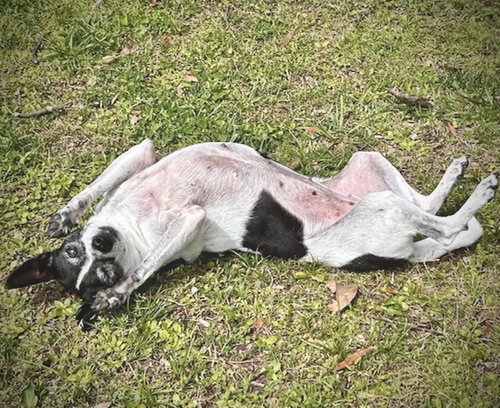 Millie (NC) photo 4