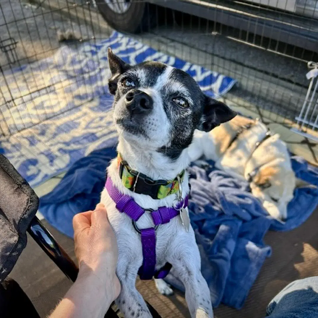 Millie Nc image 2