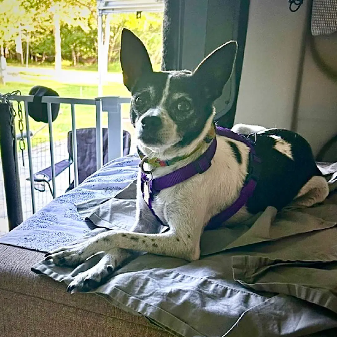 Millie Nc image 3