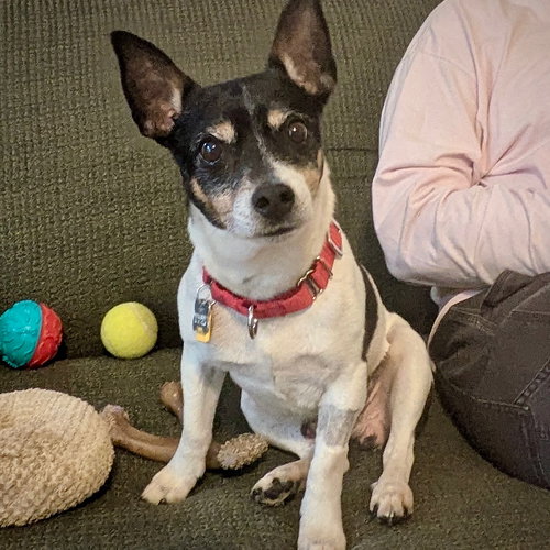 Cheddar (TN), an adoptable Rat Terrier in Atlanta, GA