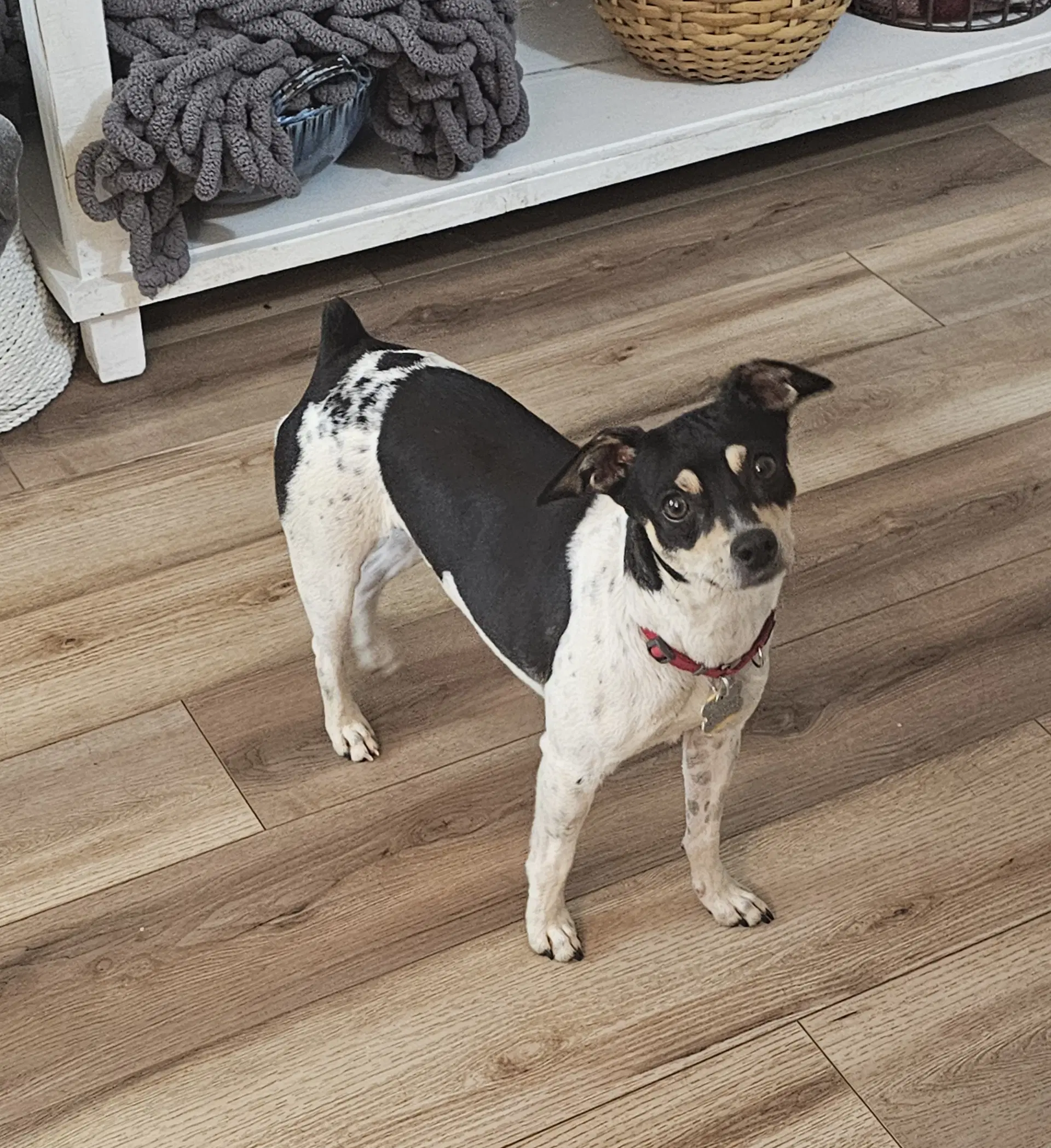 Zuni Ga - Rat Terrier