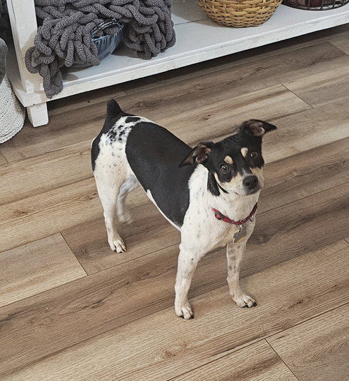 Zuni (GA), an adoptable Rat Terrier in Atlanta, GA