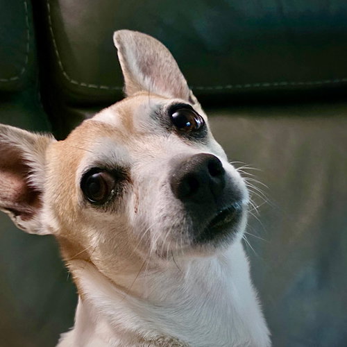 Petey (VA), an adoptable Rat Terrier in Atlanta, GA