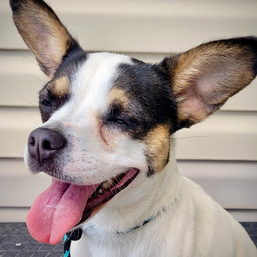 Frannie (VA), an adoptable Rat Terrier in Atlanta, GA
