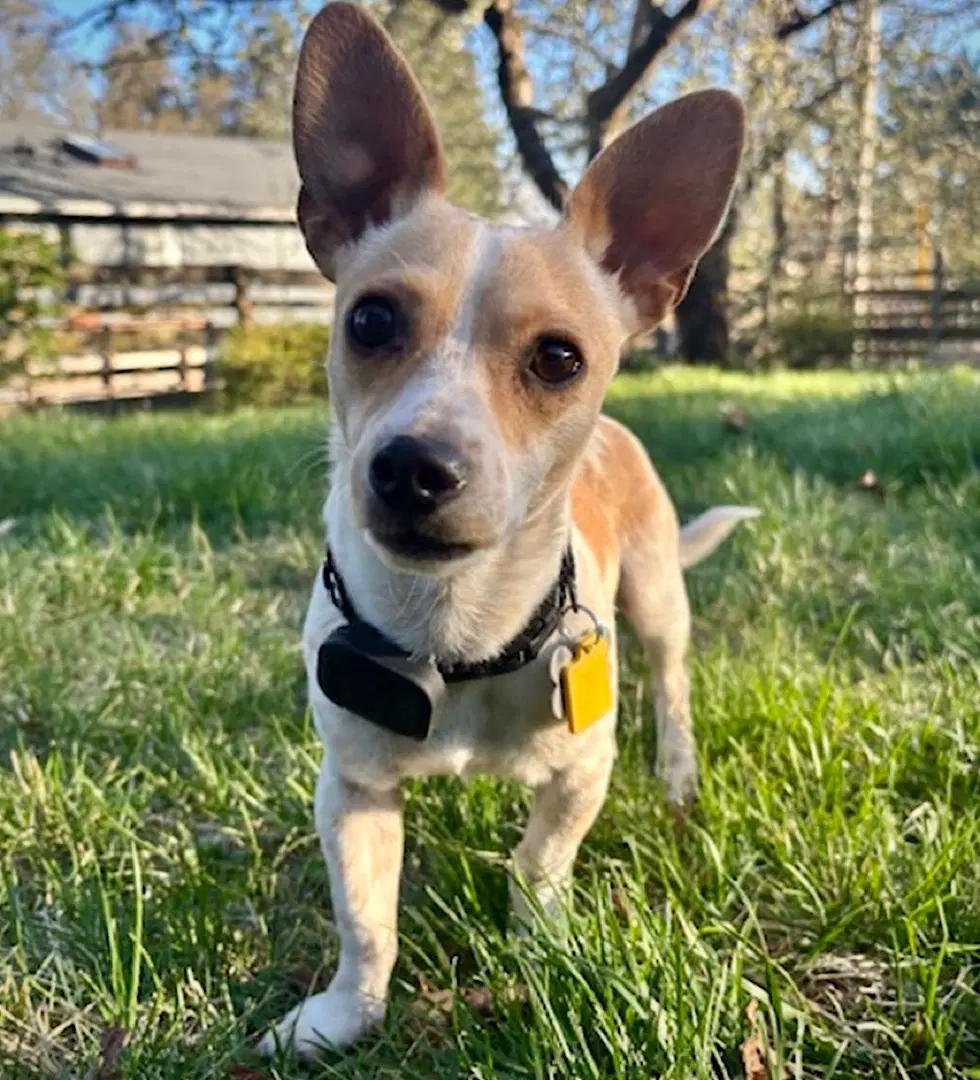Georgie Wa - Rat Terrier