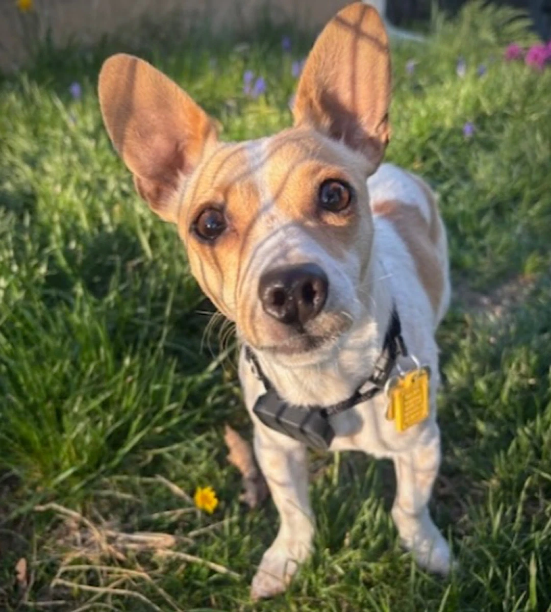 Georgie Wa